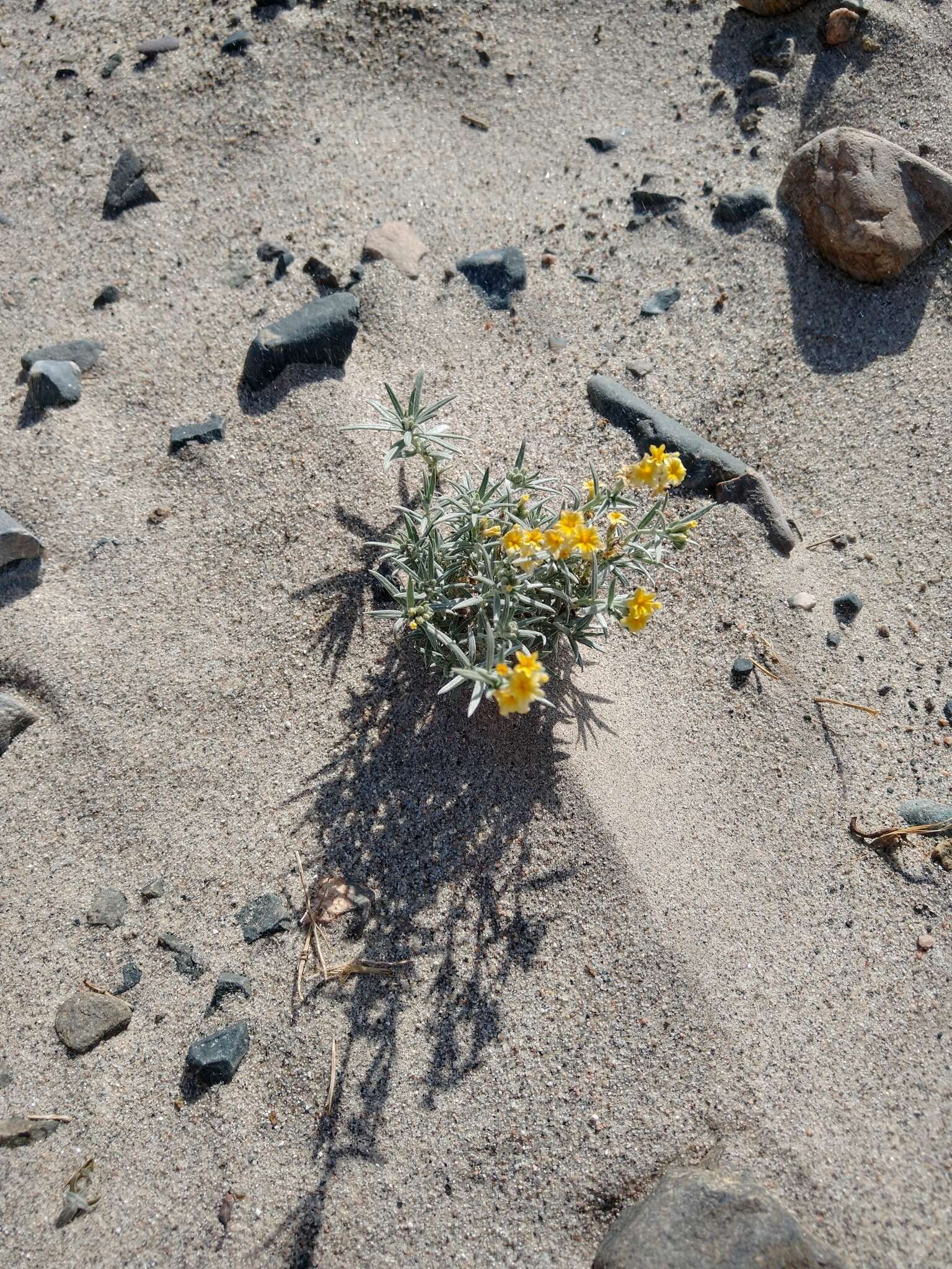 Image of Euploca chrysantha (Phil.) Diane & Hilger