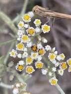 Sivun Helichrysum indicum (L.) Grierson kuva