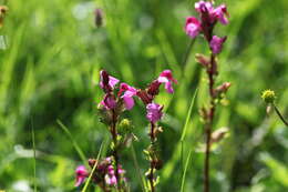 Image de Pedicularis nordmanniana Bunge