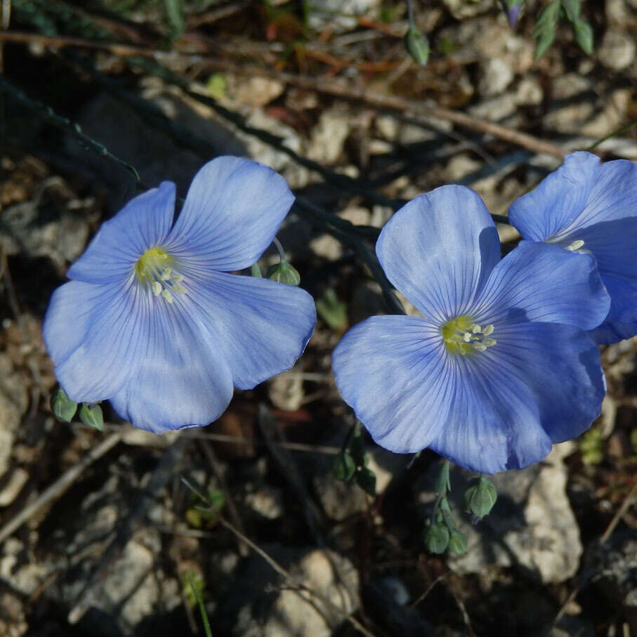 Image of Linum austriacum subsp. tommasinii (Rchb.) Greuter & Burdet