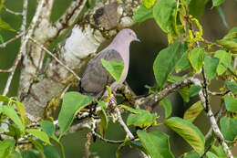 Image of Plumbeous Pigeon