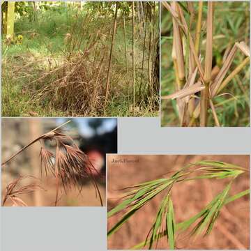 Image of Christmas grass