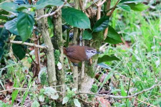 Image of Cabanis's Wren