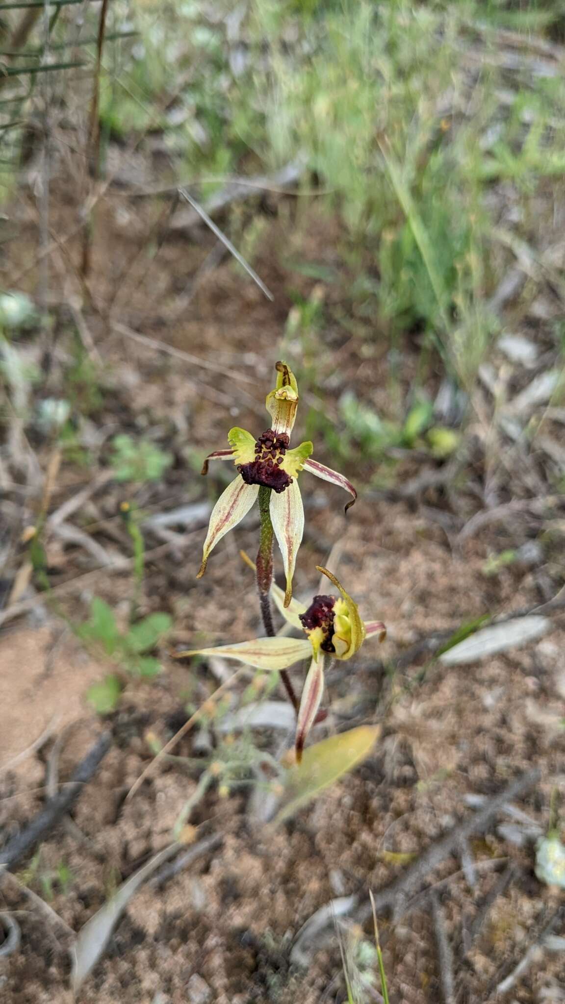 Image of Bow-lip spider orchid