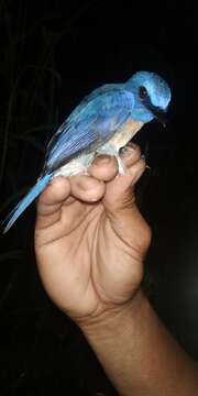 Image of Malaysian Blue Flycatcher