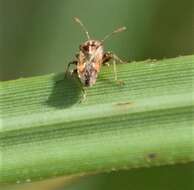 Image of Neortholomus gibbifer (Berg & C. 1892)