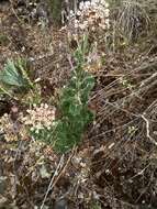 Image of Asclepias otarioides E. Fourn.