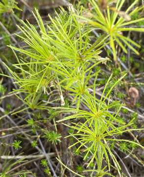 Image of Desmocladus fasciculatus (R. Br.) B. G. Briggs & L. A. S. Johnson