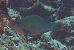 Image of Filament-finned Parrotfish