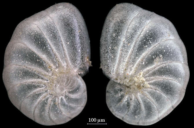 Image of Nonionella auricula Heron-Allen & Earland 1930