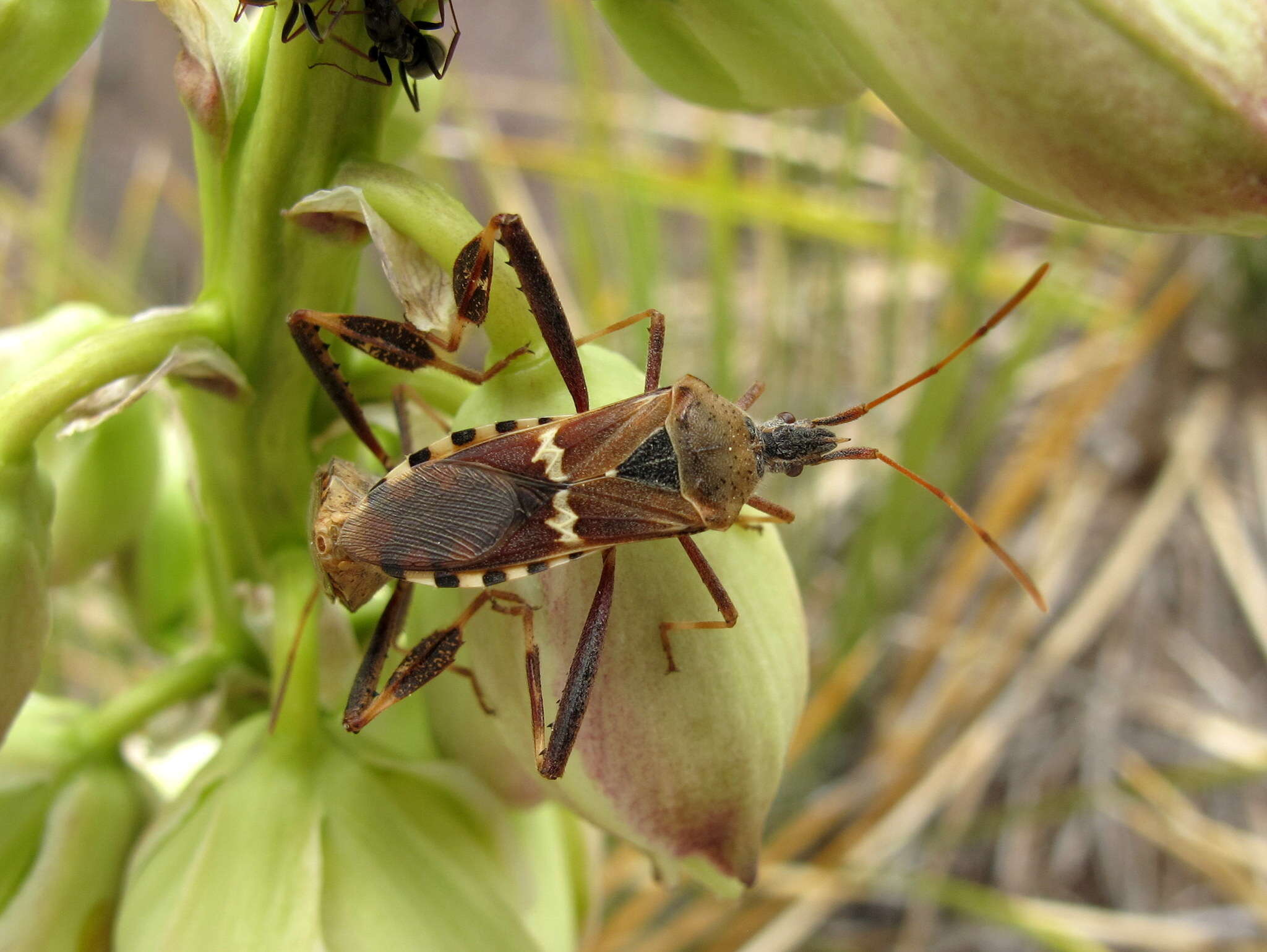Image of western leaf-footed bug
