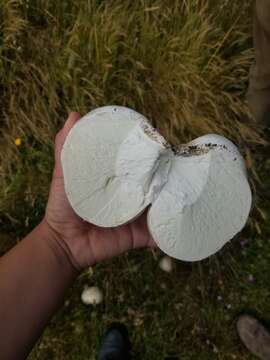 Image of Western giant puffball