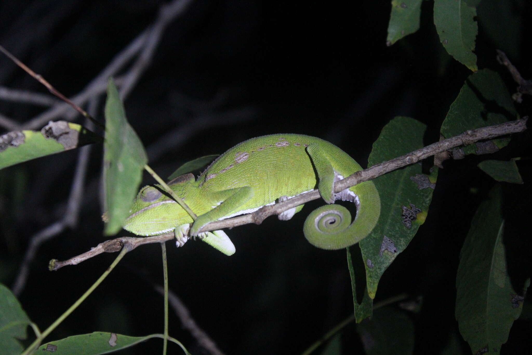 Image of Antimena Chameleon