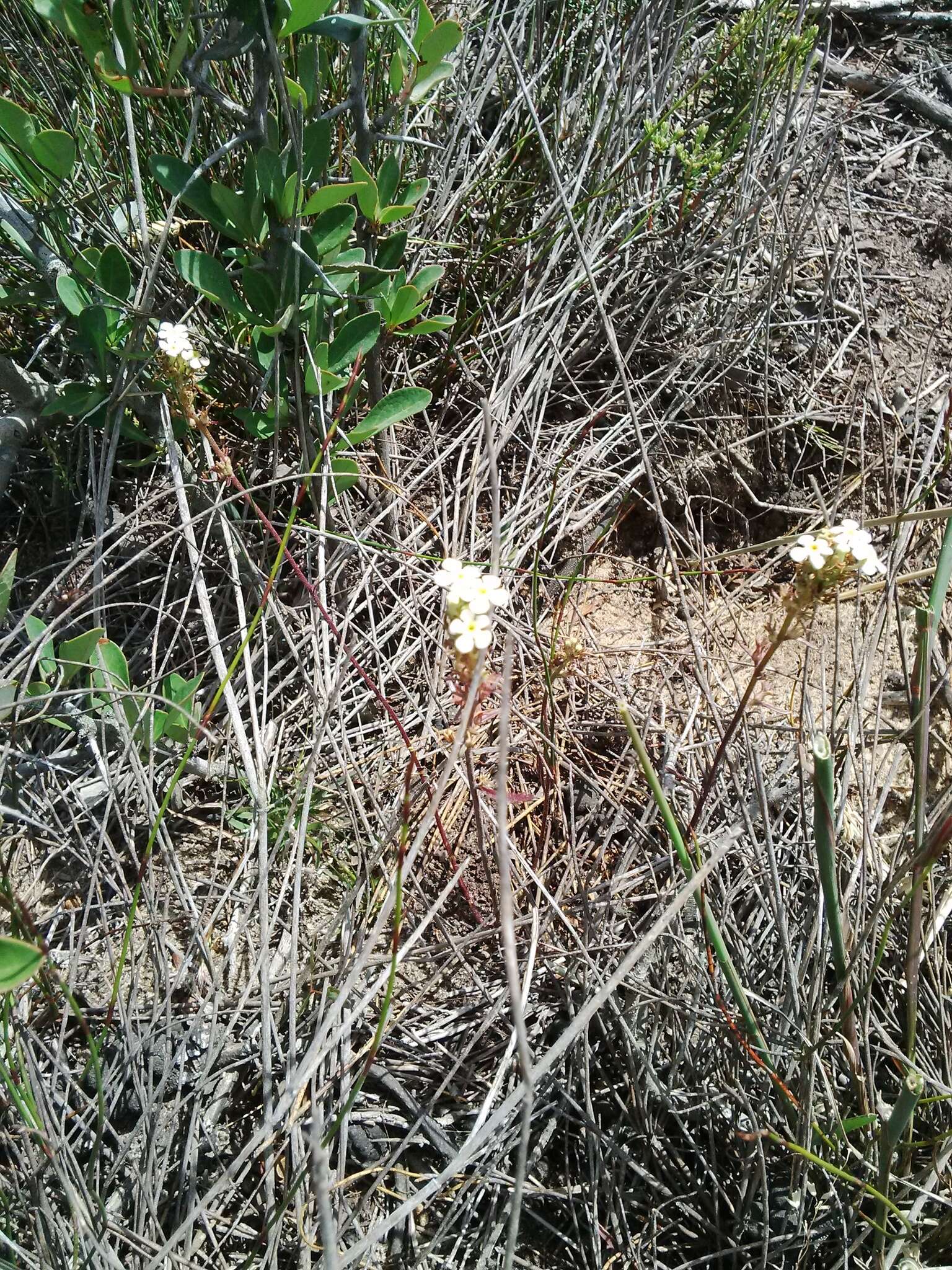 Image de Polycarena capensis (L.) Benth.