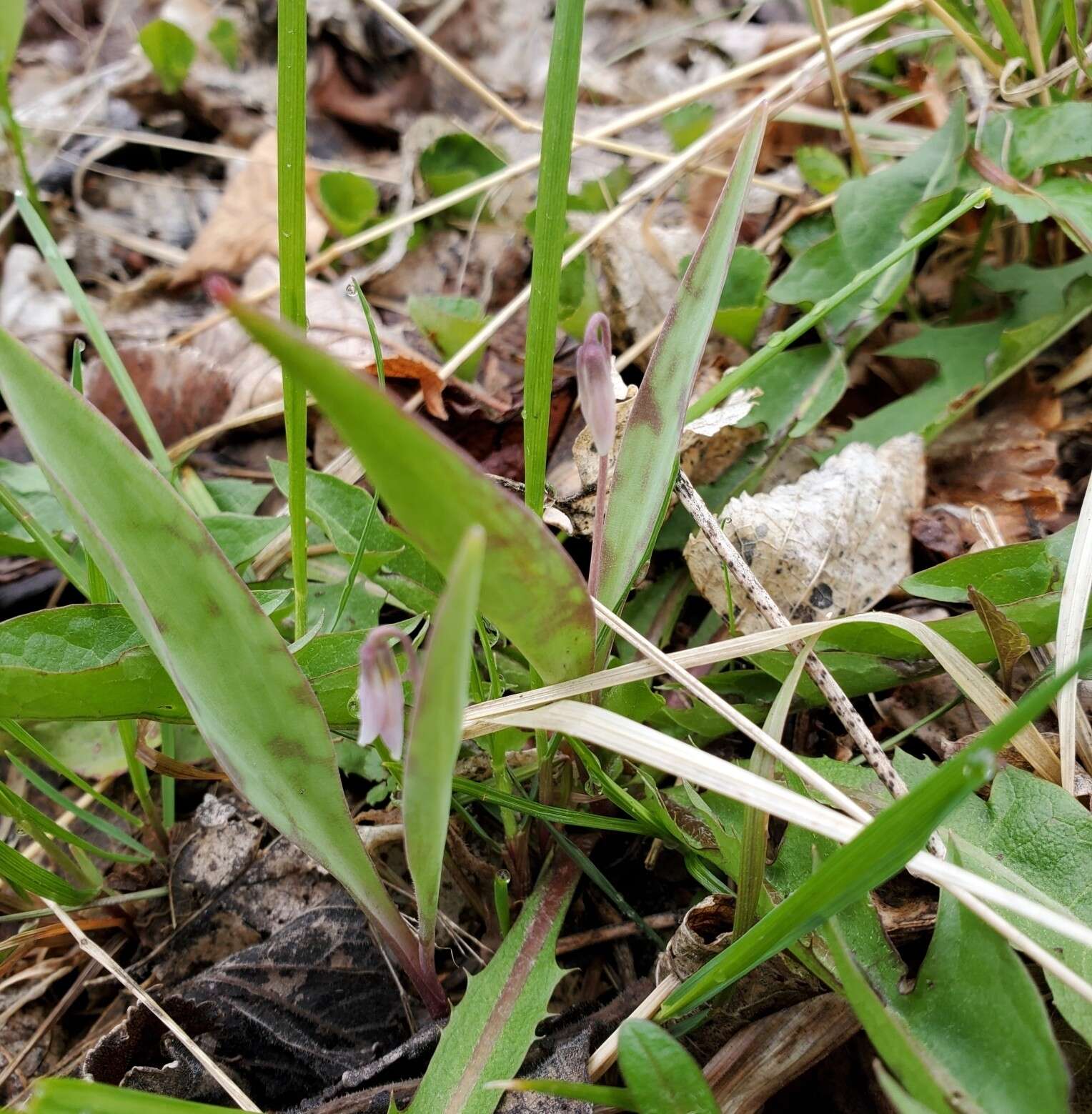 Image of Minnesota fawnlily