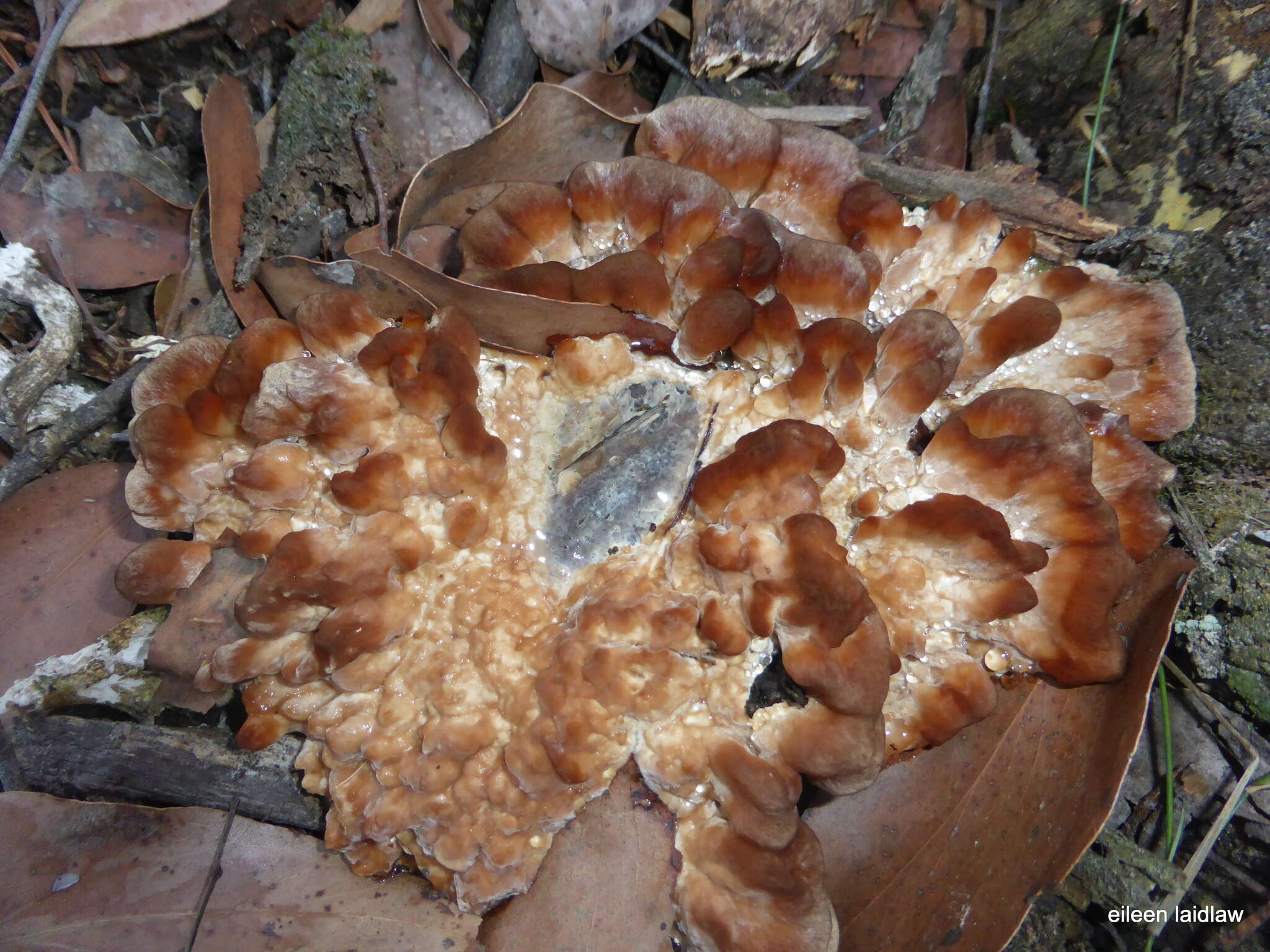 Image of Postia brunnea Rajchenb. & P. K. Buchanan 1996