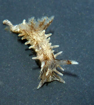 Image of Sea slug