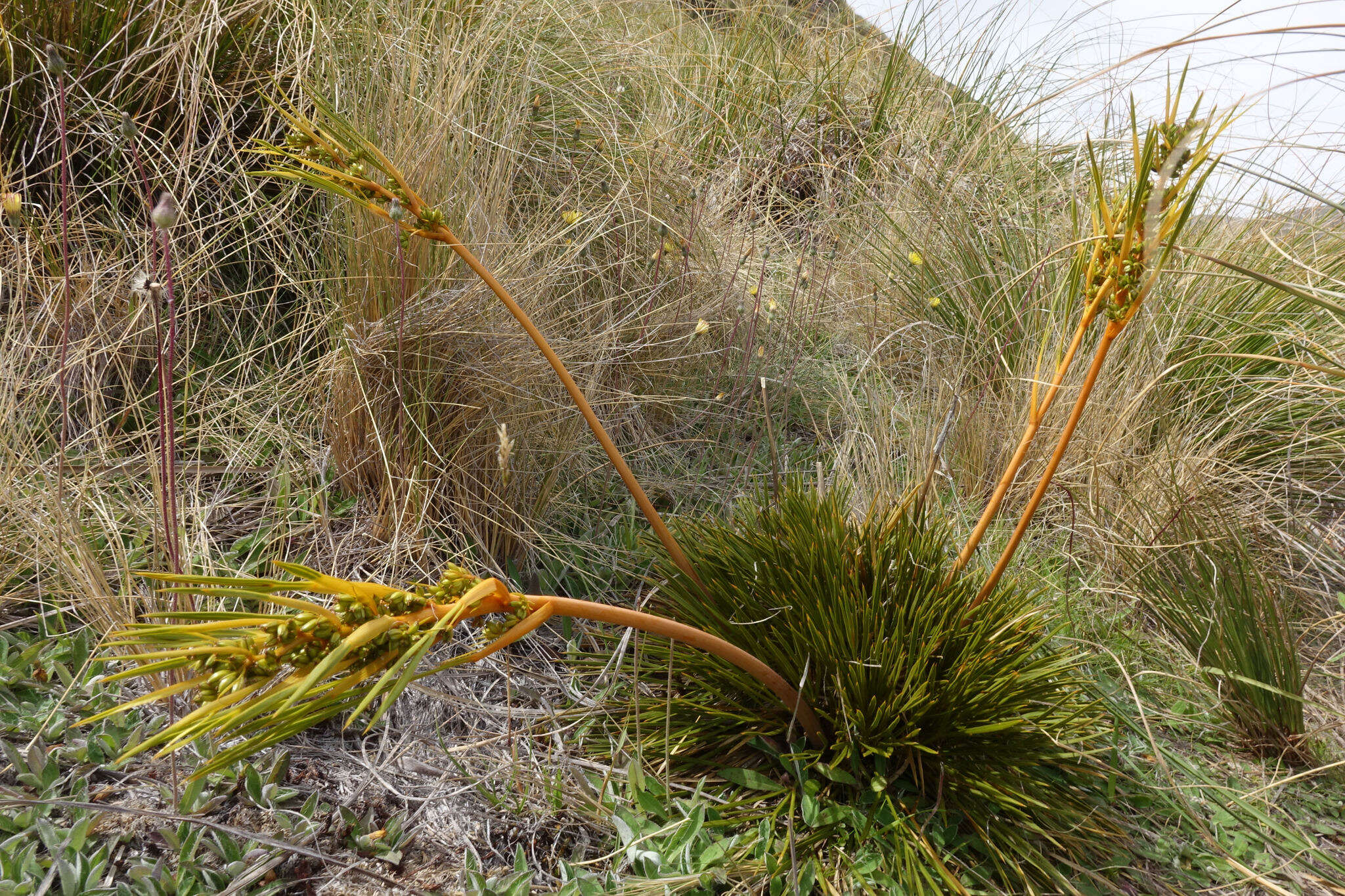 Image of Aciphylla montana Armst.