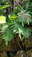 Polypodium cambricum subsp. macaronesicum (Bobrov) Fraser-Jenkins的圖片