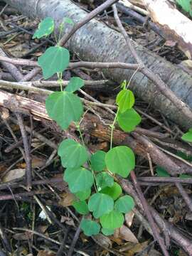 Passiflora guatemalensis S. Wats. ex W. T. Brigham resmi