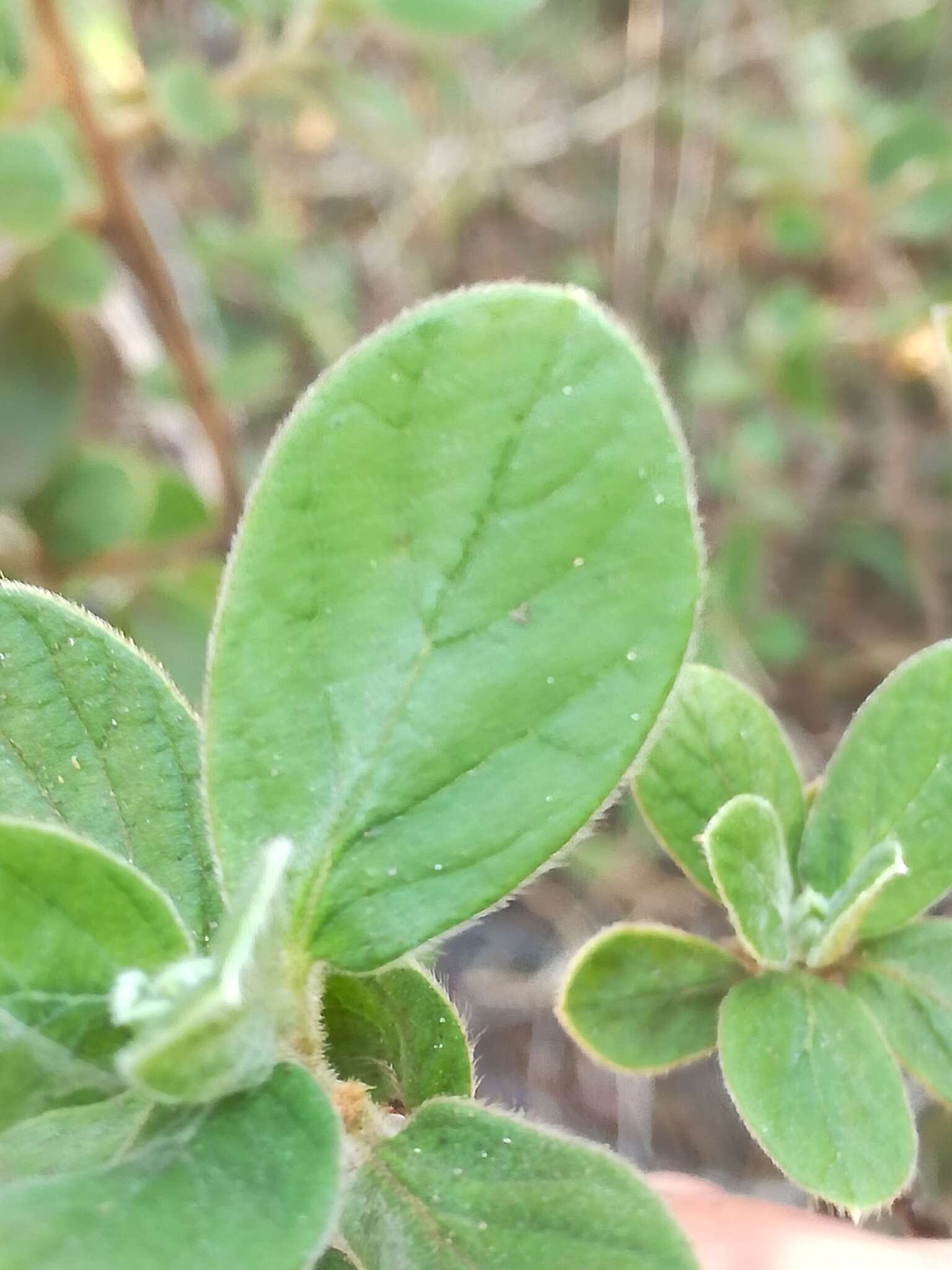 Image of Diospyros villosa var. villosa