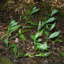 Image of mountain decumbent goldenrod