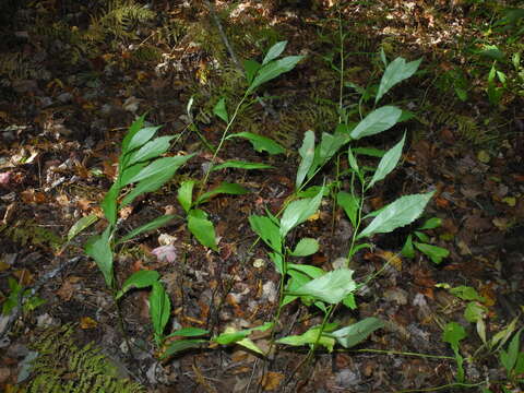 Слика од Solidago curtisii Torr. & A. Gray