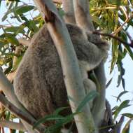 Image of koalas