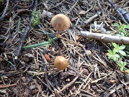 Image of Conocybe semiglobata Kühner & Watling 1980