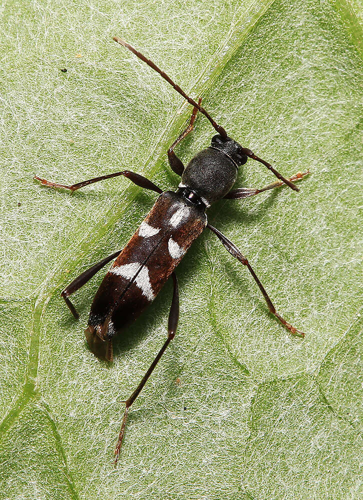 Imagem de Rhaphuma diminuta (Bates 1873)