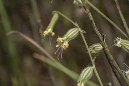 Слика од Silene dichotoma Ehrh.