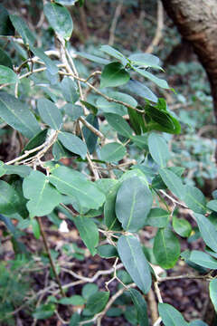 Image of Chionanthus foveolatus subsp. foveolatus