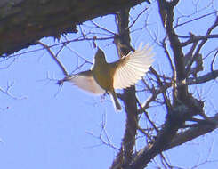 Image of Ruby-crowned Kinglet