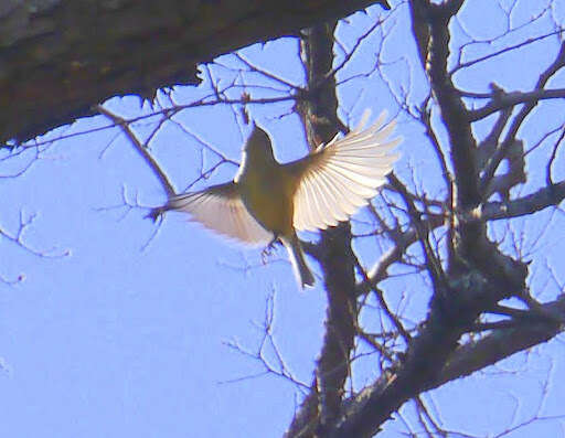 Image of Ruby-crowned Kinglet