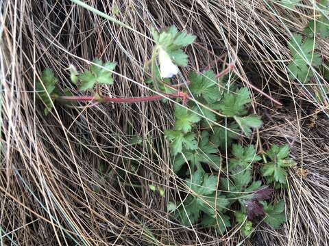 Image of Geranium wakkerstroomianum R. Knuth