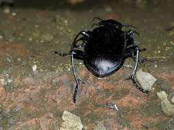 Imagem de Calosoma (Castrida) vagans Dejean 1831