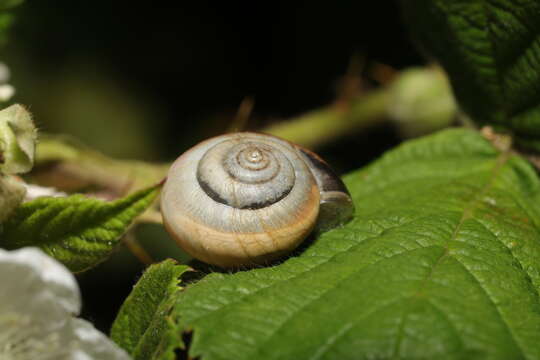 Image of Kentish gardensnail