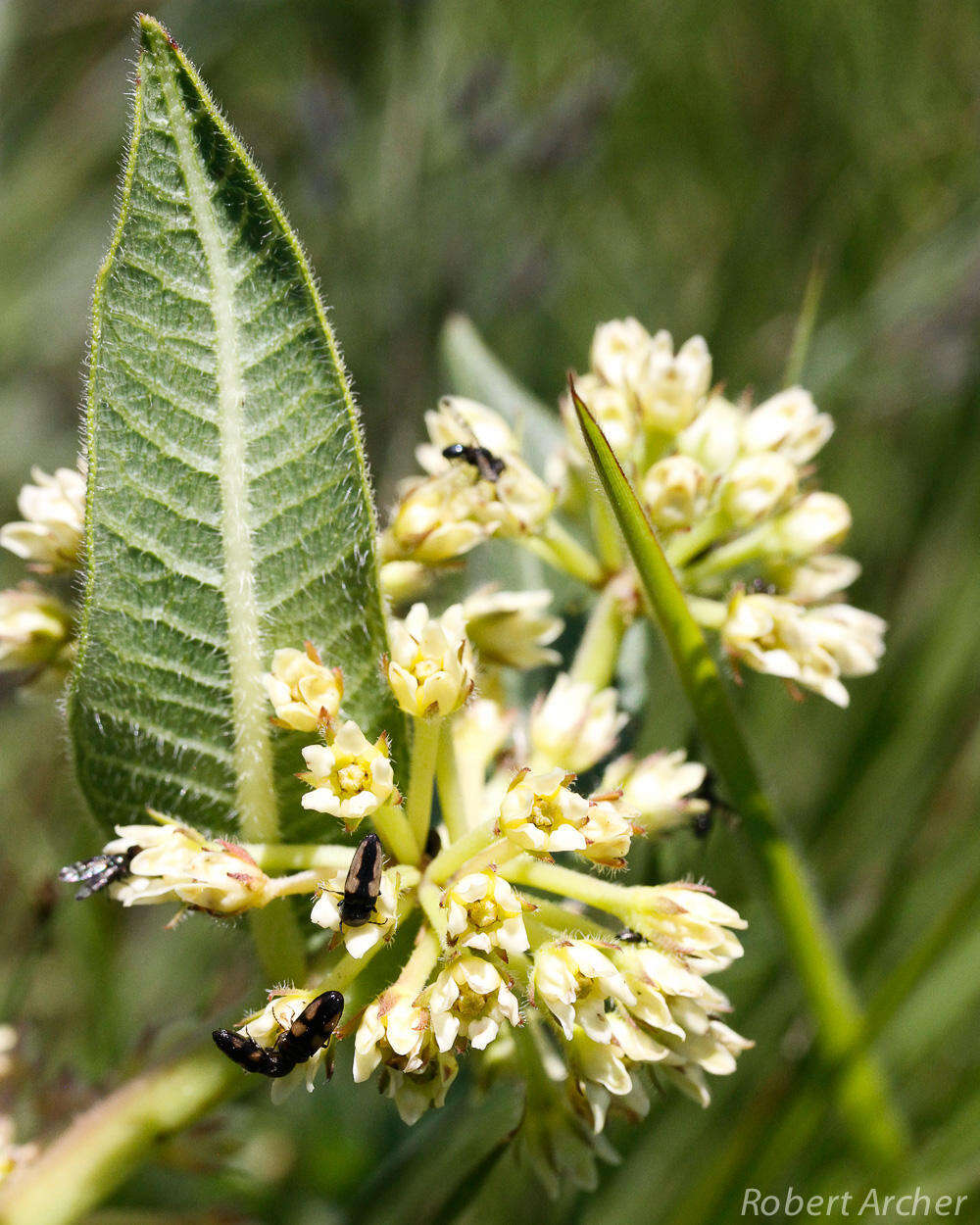 Image de Xysmalobium acerateoides (Schltr.) N. E. Br.