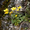 Image of Ranunculus spicatus subsp. blepharicarpos (Boiss.) Grau