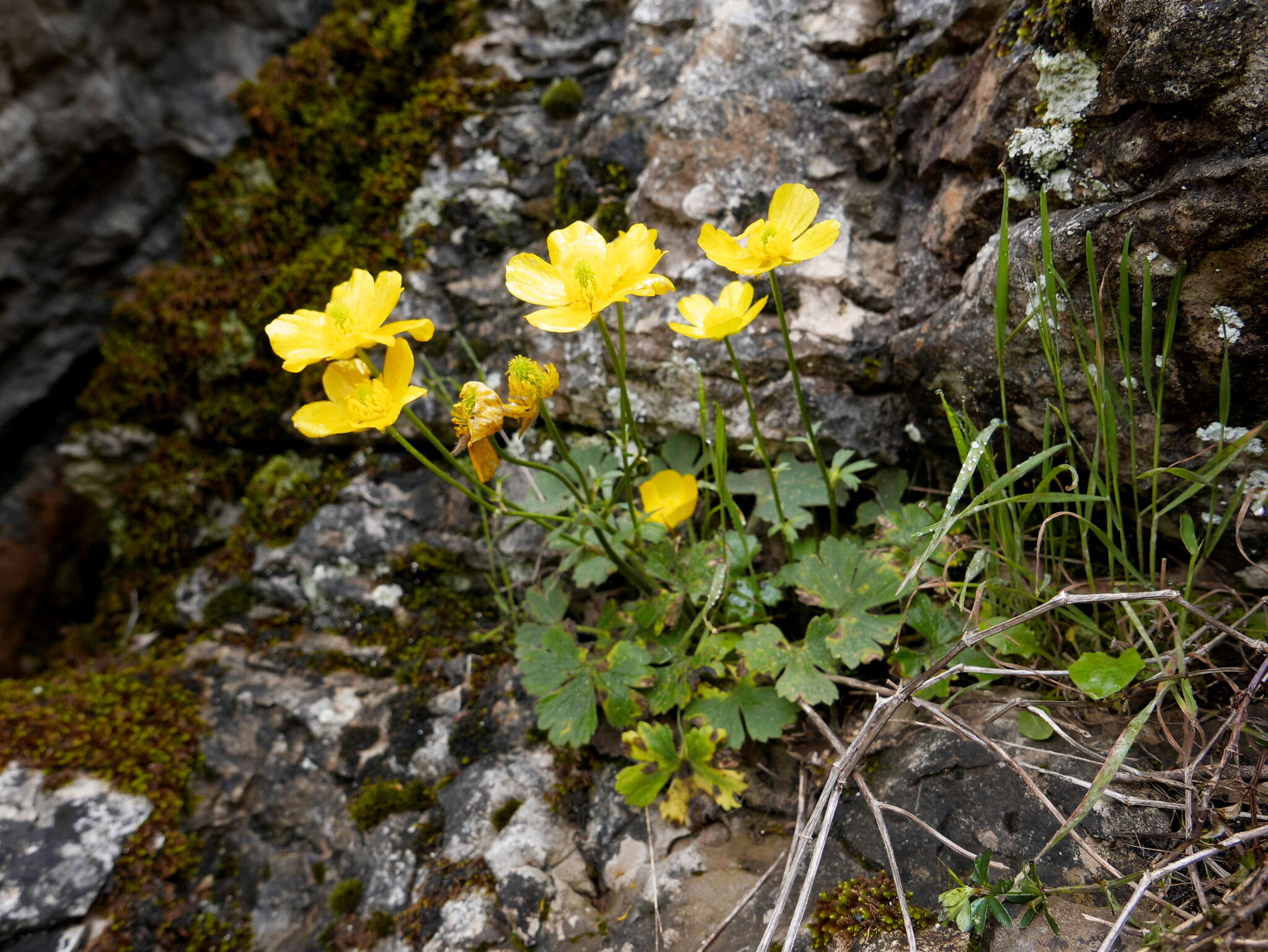Image of Ranunculus spicatus subsp. blepharicarpos (Boiss.) Grau