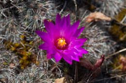 Mammillaria deherdtiana subsp. dodsonii (Bravo) D. R. Hunt的圖片