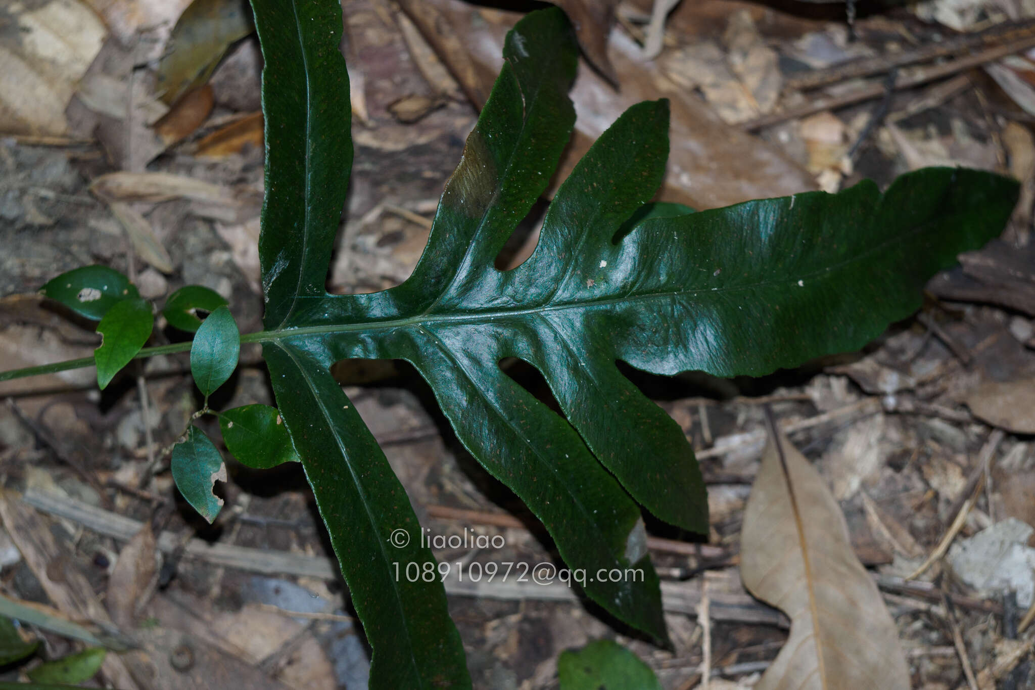 Image of Woodwardia harlandii Hook.