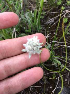 Image of Yellowish Edelweiss