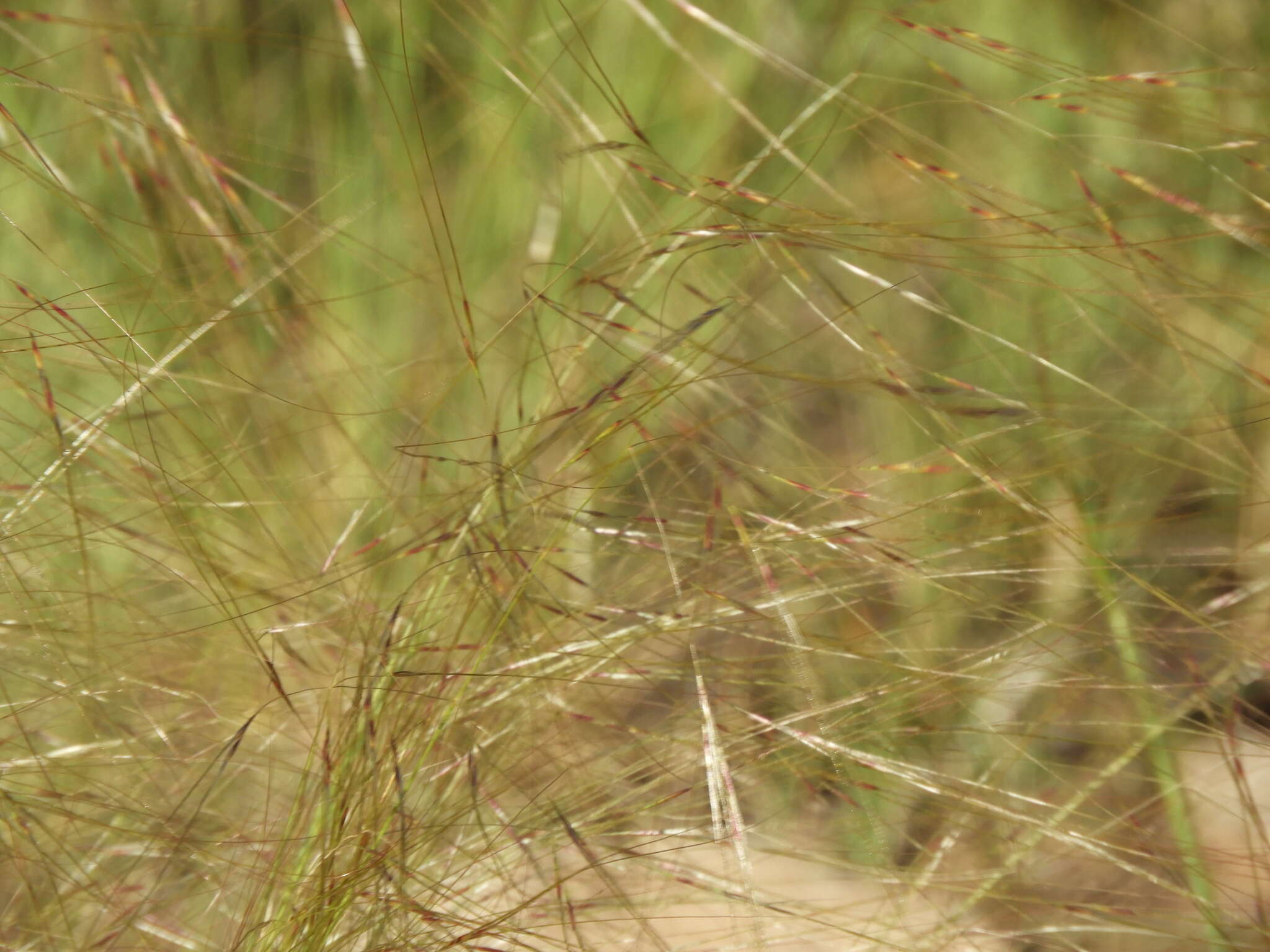 Image of Nassella tenuis (Phil.) Barkworth