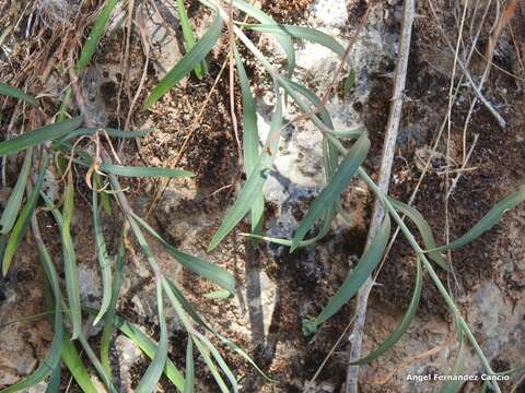 Image of Centranthus lecoqii Jordan