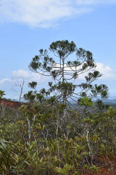 Image of Dacrydium araucarioides Brongn. & Gris