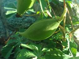 Imagem de Cochlospermum gonzalezii (Sprague & L. Riley) Byng & Christenh.