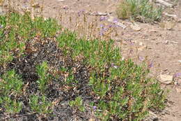 Слика од Penstemon fruticosus (Pursh) Greene