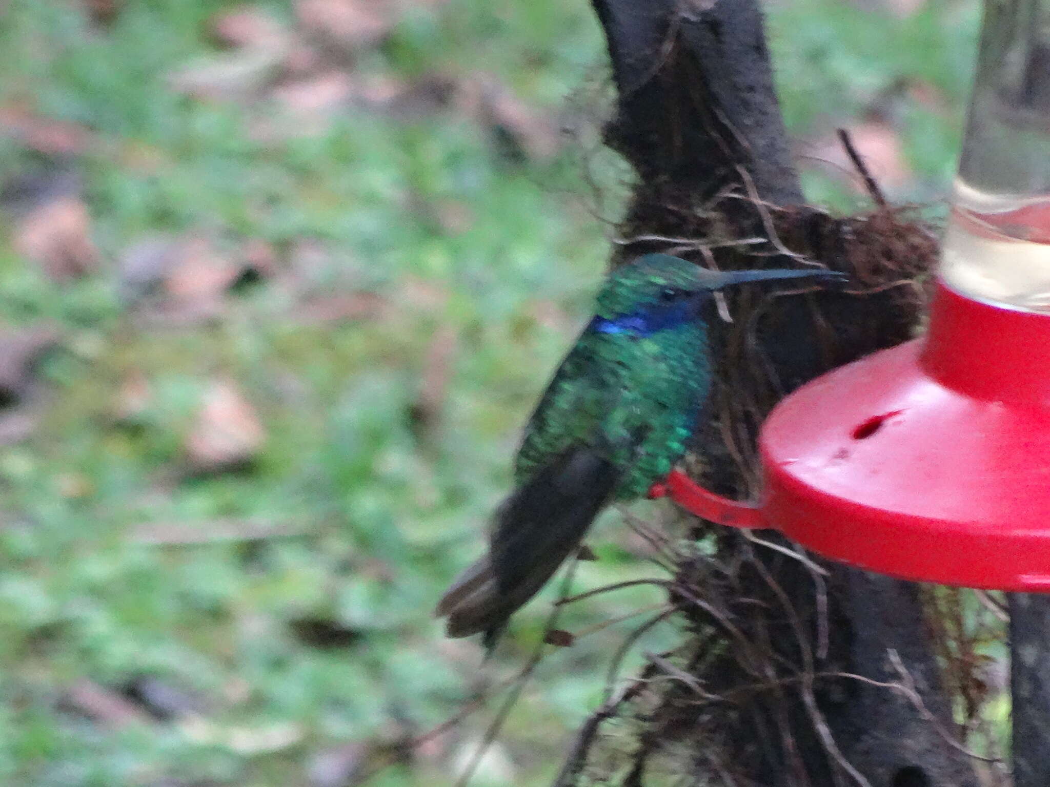 Image de Colibri anaïs