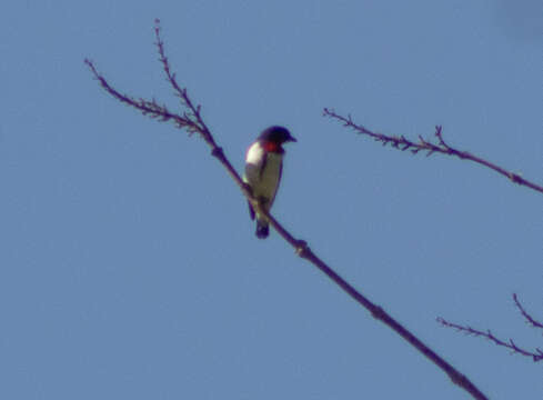 Image of Blue-cheeked Flowerpecker